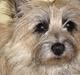 Cairn terrier Max R. I. P. 