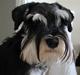 Dvaergschnauzer Chilli
