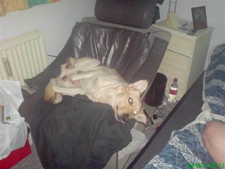 Blanding af racer rex  - skal vi tar en lur billede 15