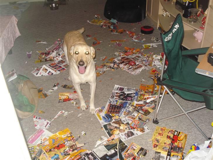 Blanding af racer rex  - det når jeg ælækker noget billede 16