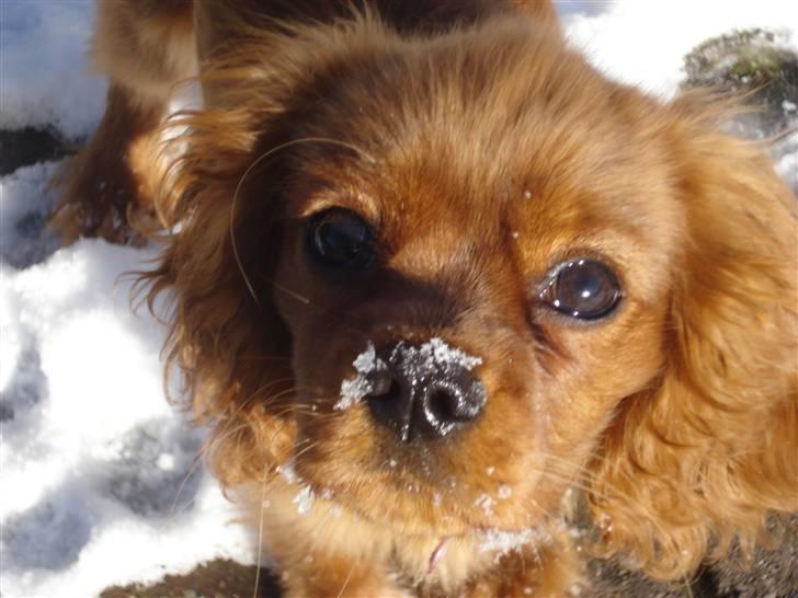 Cavalier king charles spaniel Grand Marica Sweet Q Alfa billede 1