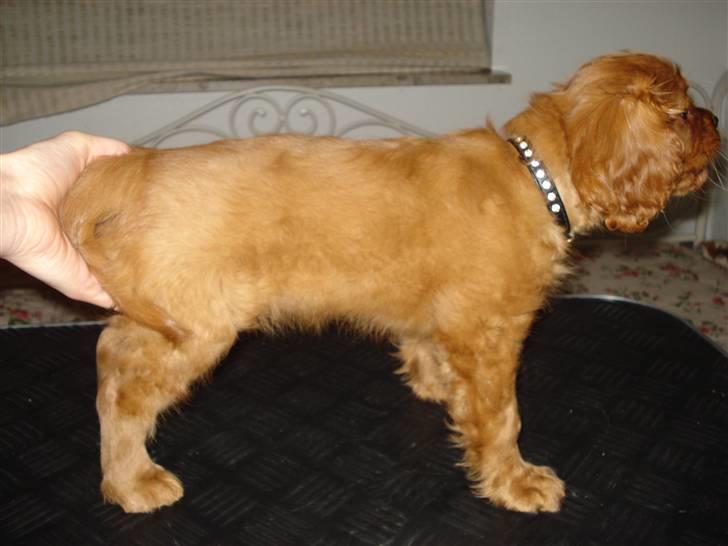 Cavalier king charles spaniel Grand Marica Sweet Q Alfa billede 2