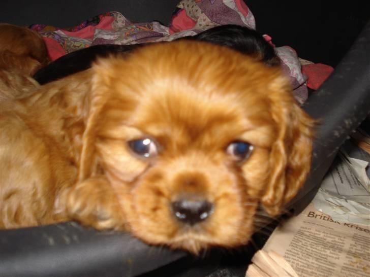 Cavalier king charles spaniel Grand Marica Sweet Q Alfa billede 3