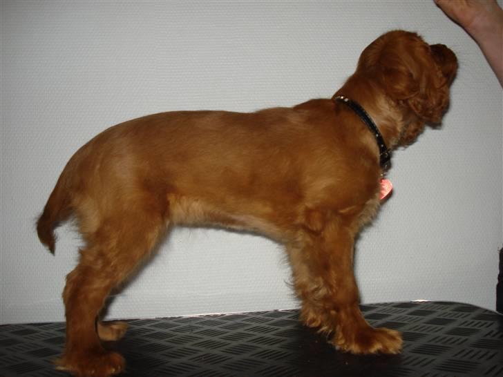 Cavalier king charles spaniel Grand Marica Sweet Q Alfa - Nyt 13/1 billede 4
