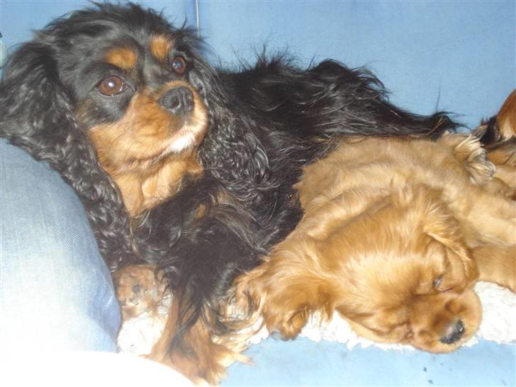 Cavalier king charles spaniel Grand Marica Sweet Q Alfa - Alfa og hendes smukke mor Lotus billede 5
