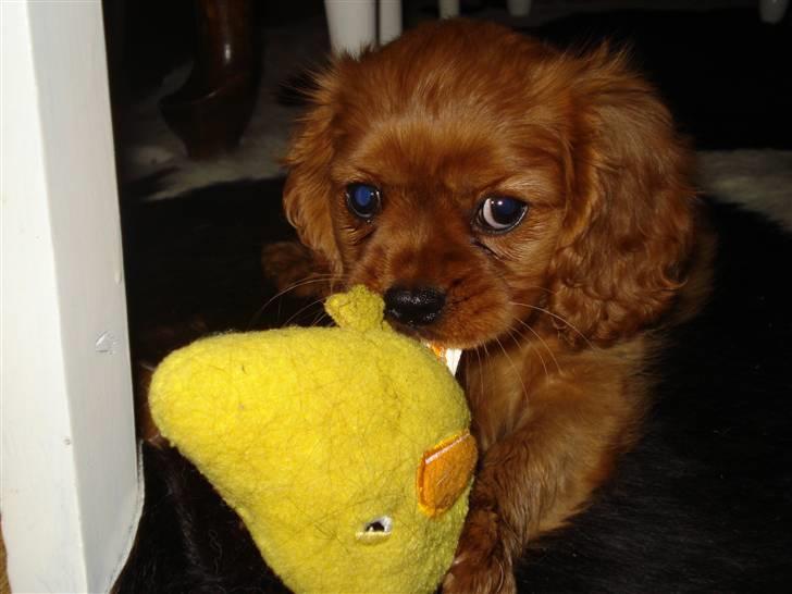 Cavalier king charles spaniel Grand Marica Sweet Q Alfa billede 6