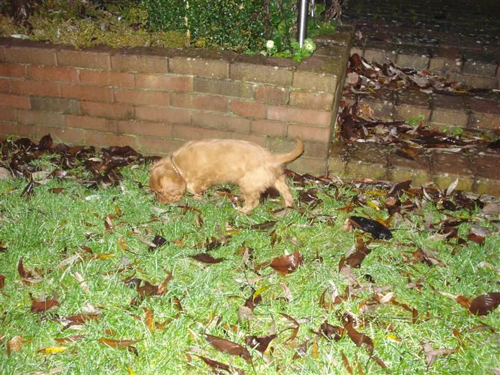 Cavalier king charles spaniel Grand Marica Sweet Q Alfa - Undersøger lige den nye have billede 7