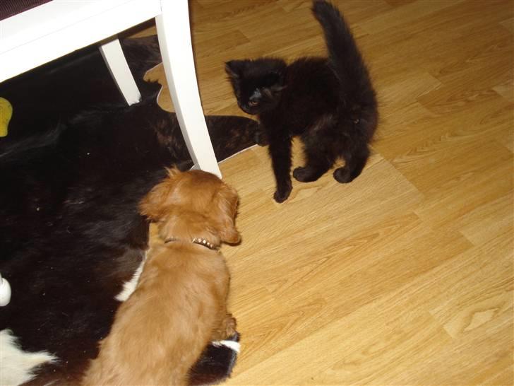 Cavalier king charles spaniel Grand Marica Sweet Q Alfa - Møder misseren :o) billede 8