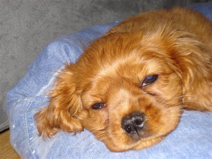 Cavalier king charles spaniel Grand Marica Sweet Q Alfa - ..Og så godnat.. billede 9