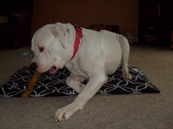 Amerikansk bulldog White Angel´s Ghost billede 17