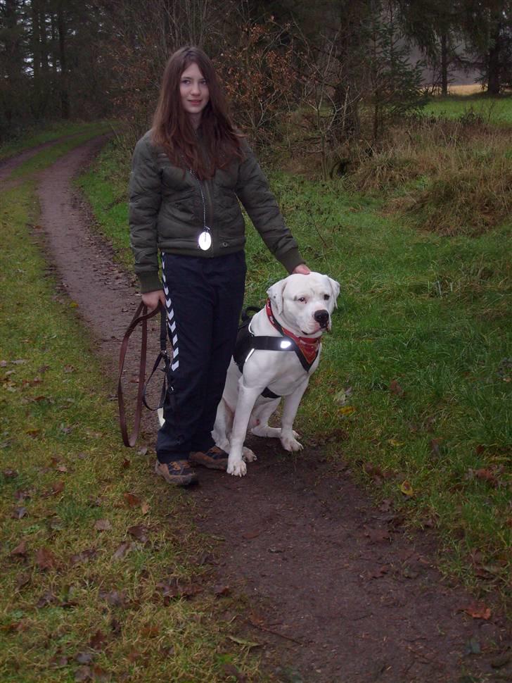 Amerikansk bulldog White Angel´s Ghost billede 18