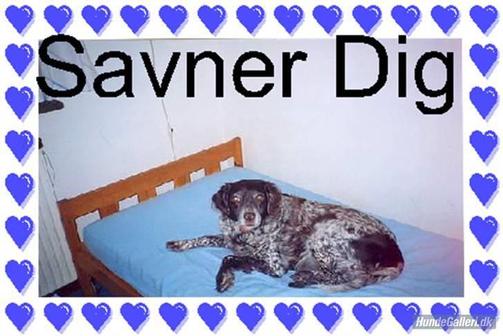 Kleiner münsterländer Linca(DØD) - Lavet af Ina A billede 11