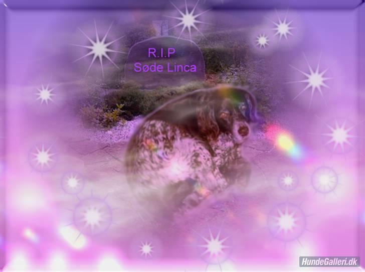 Kleiner münsterländer Linca(DØD) - Lavet af BabyGrace billede 12