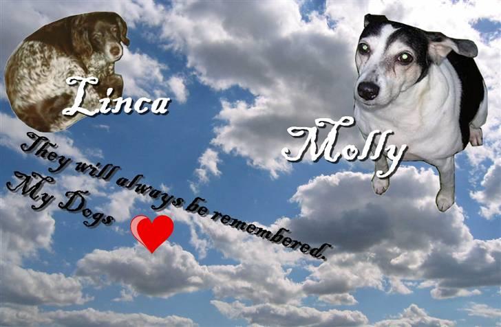 Kleiner münsterländer Linca(DØD) - Lavet af En glad hund er en sund hund billede 13