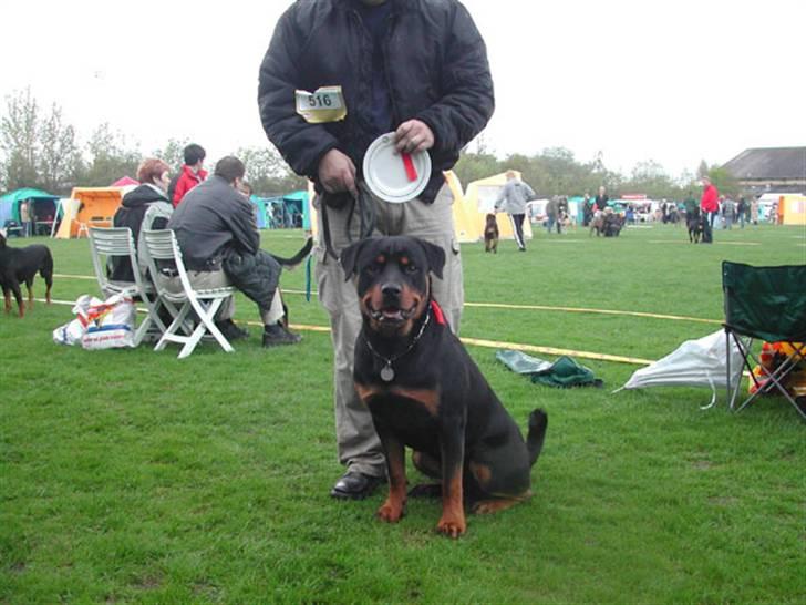 Rottweiler Dikadiabols Obi kenobi  billede 9