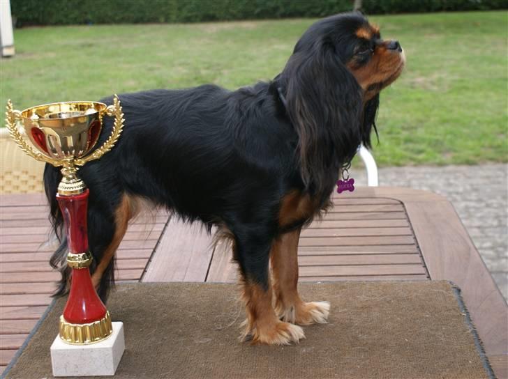 Cavalier king charles spaniel Flicka - Flicka 1.pr og CAC 7.8.10 billede 1