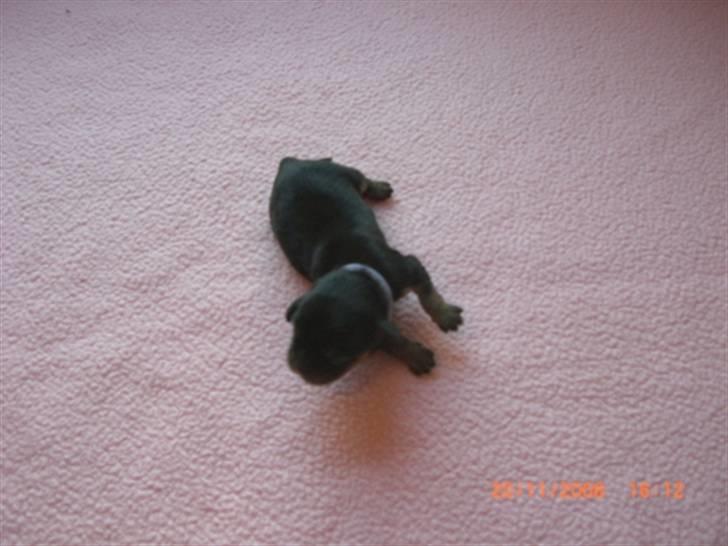 Cavalier king charles spaniel Flicka - Vores første billed af lille Flicka billede 2