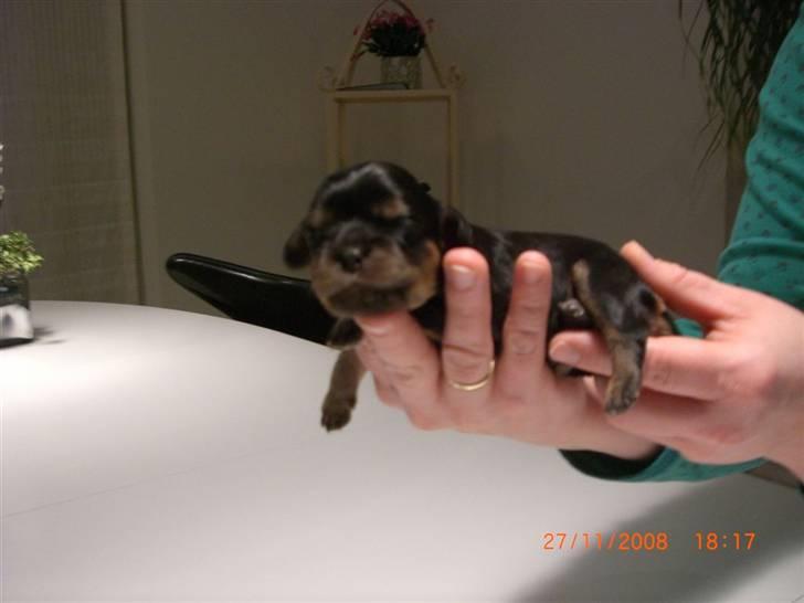 Cavalier king charles spaniel Flicka billede 3