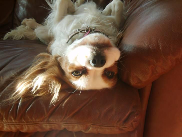 Cavalier king charles spaniel Pepsi - Kan godt lide lige at tage en slapper på ryggen. billede 14