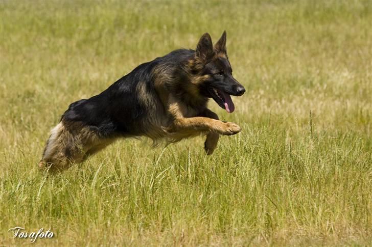 Schæferhund Soraya - I fuld firspring :o) billede 11