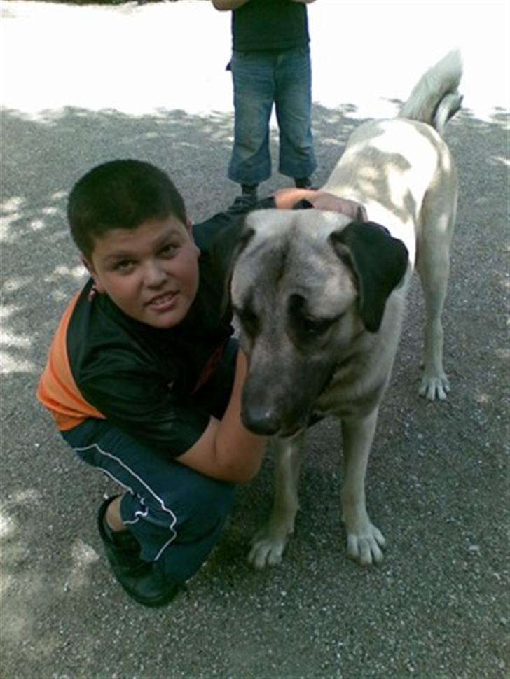 Kangal Tyson billede 3