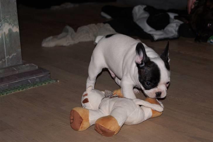 Fransk bulldog Cæzar billede 13