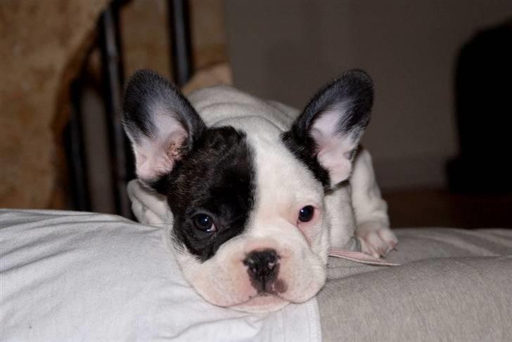 Fransk bulldog Cæzar billede 14