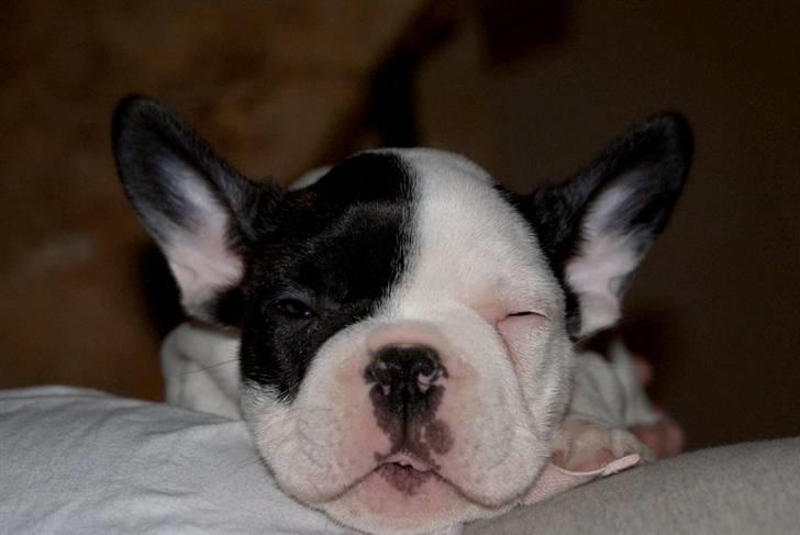 Fransk bulldog Cæzar billede 15