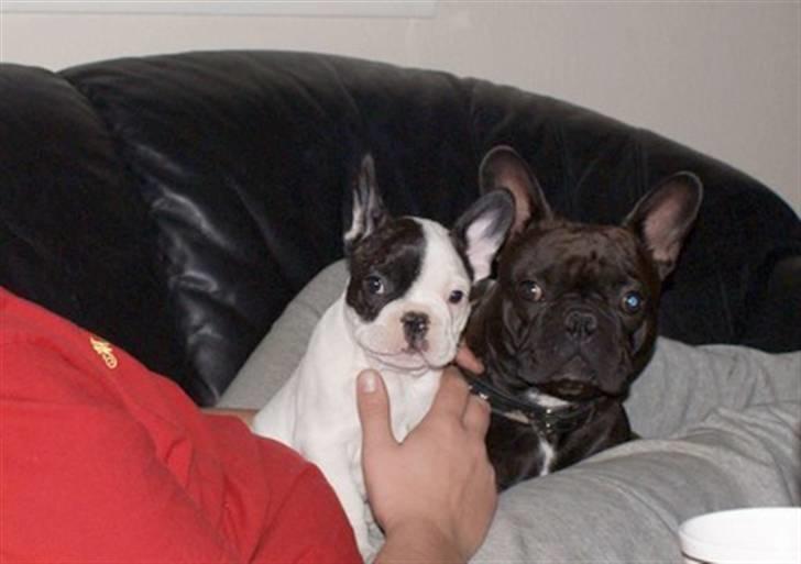 Fransk bulldog Cæzar billede 16