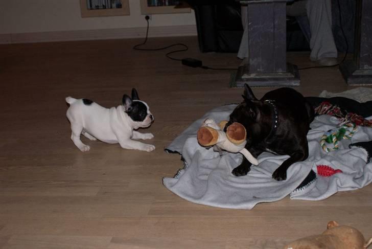 Fransk bulldog Cæzar billede 17