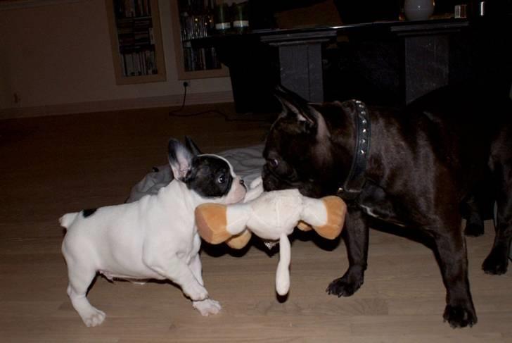 Fransk bulldog Cæzar billede 18