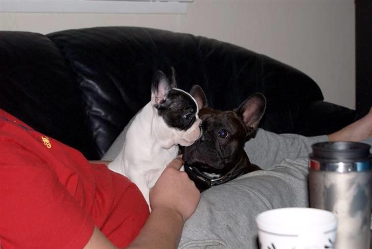 Fransk bulldog Cæzar billede 19