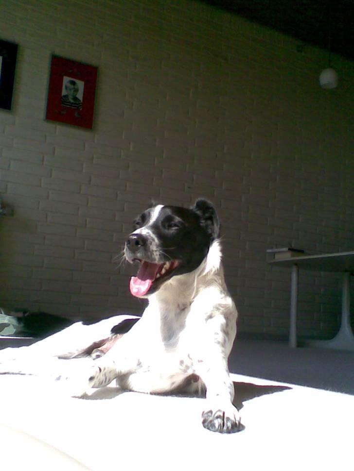 Dansk svensk gaardhund Bølle - Død. - Bølle ligger lige og tager sol ;b billede 1