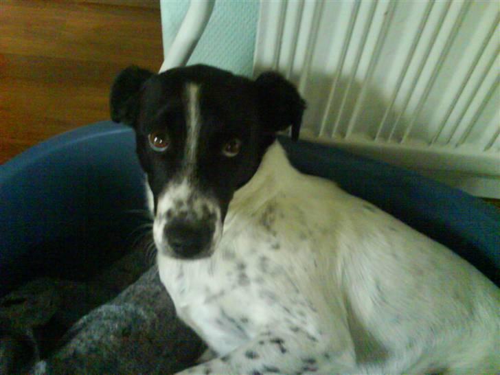 Dansk svensk gaardhund Bølle - Død. - Bølle ligger i sin kurv og slapper af d: billede 2