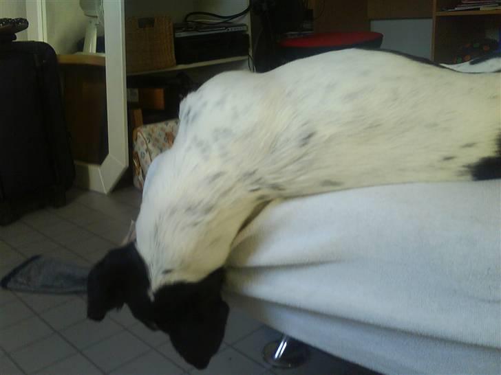 Dansk svensk gaardhund Bølle - Død. - jaa? Sådan kan man jo også sove? :p billede 3