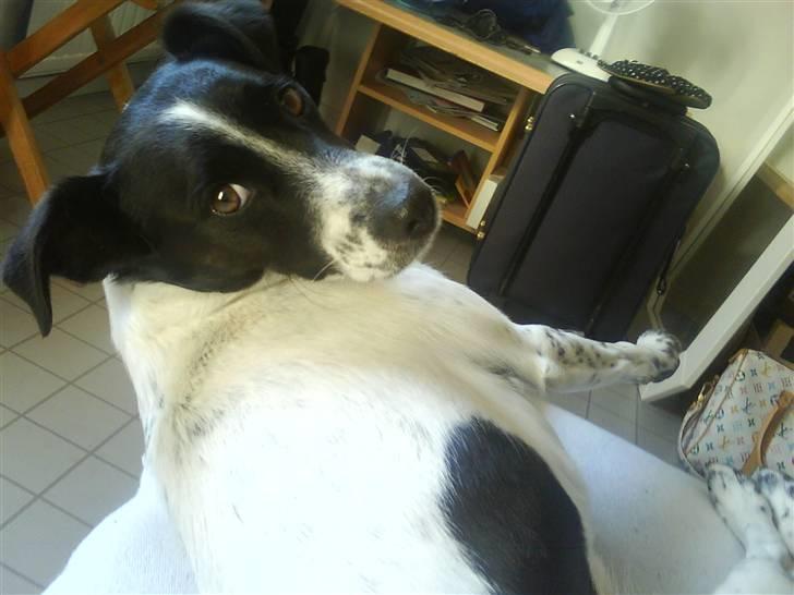 Dansk svensk gaardhund Bølle - Død. - hej Bølle :p billede 4