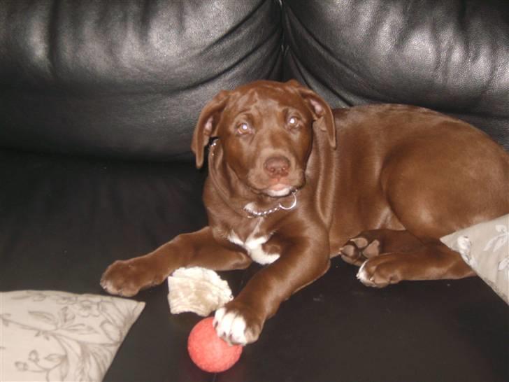 Blanding af racer Noma billede 6