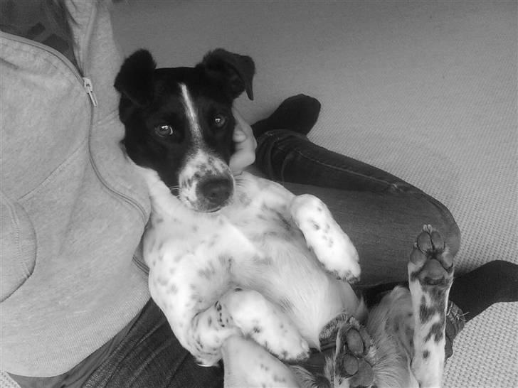 Dansk svensk gaardhund Bølle - Død. - Han er så sød! billede 5