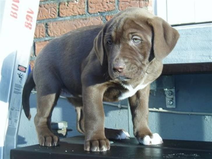 Blanding af racer Noma billede 7