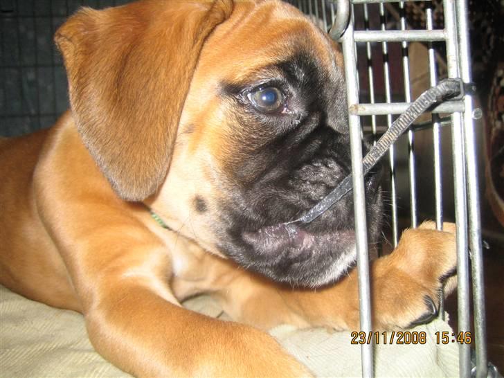 Boxer Titan - Bassemand lige knap 8 uger gammel billede 18