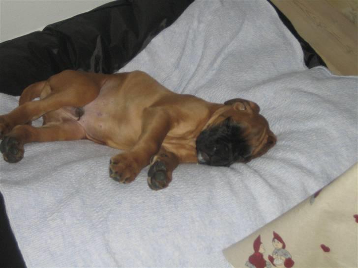 Boxer Titan - Første aften hjemme billede 19