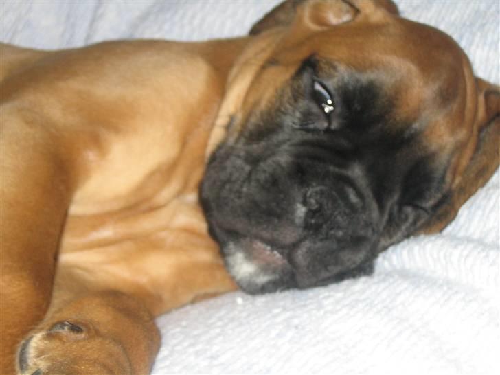 Boxer Titan - Ligger lige og putter billede 20