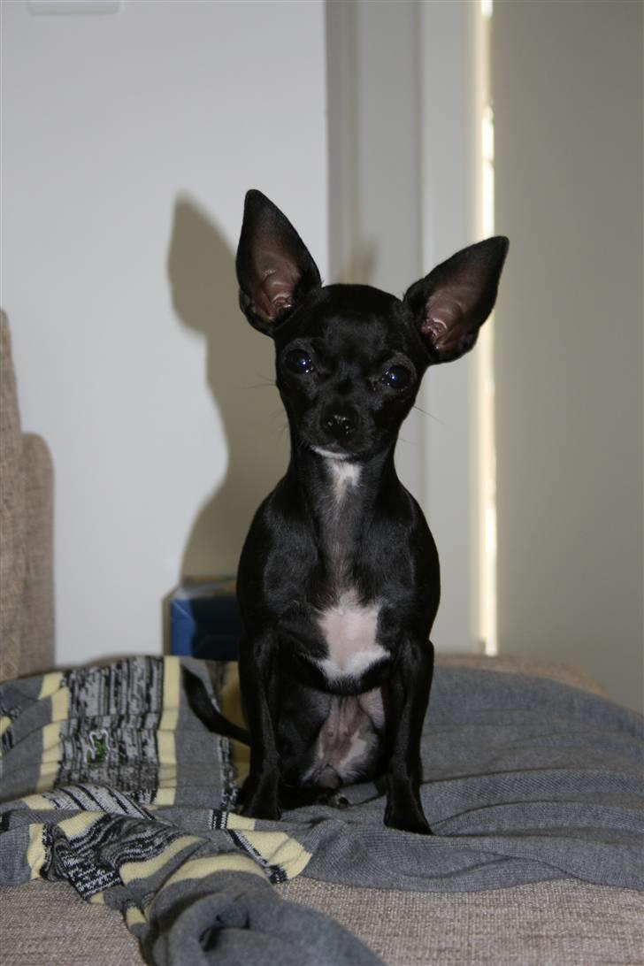 Chihuahua ***-Britney-*** - Velkommen til min profil. billede 1