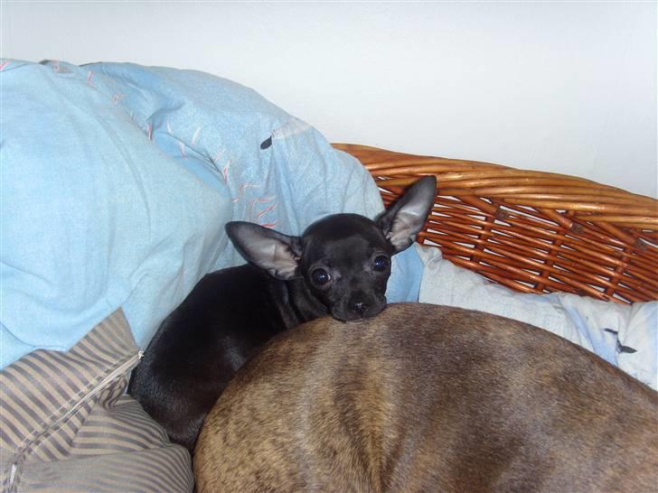 Chihuahua ***-Britney-*** billede 2