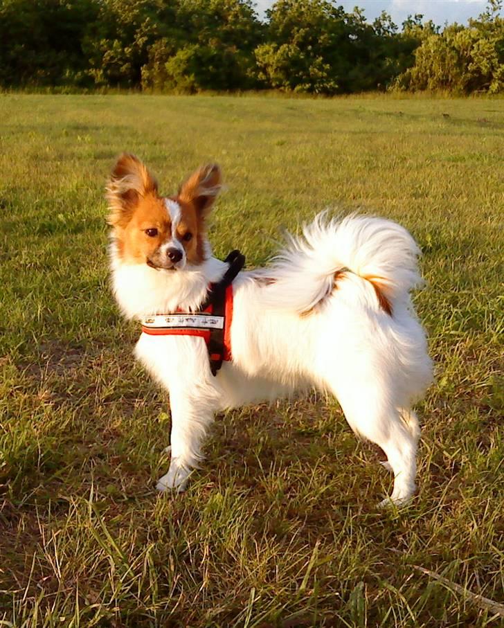 Papillon Axa's Pusle billede 2