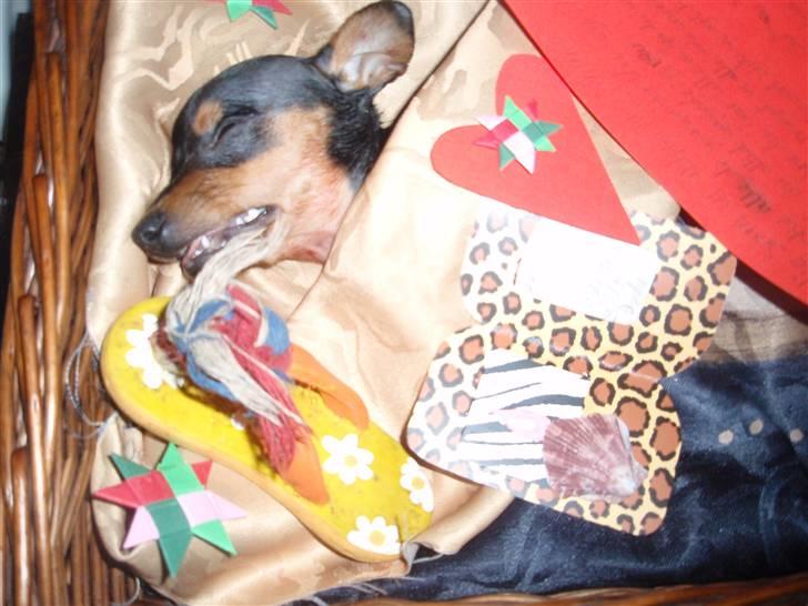 Dvaergpinscher dudu *DØD* billede 10