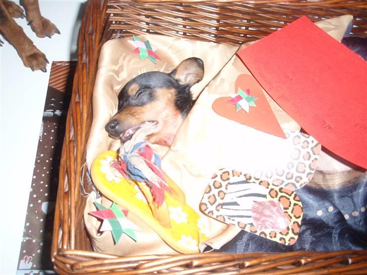 Dvaergpinscher dudu *DØD* billede 11