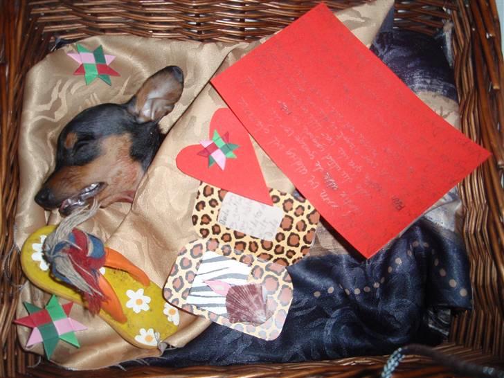 Dvaergpinscher dudu *DØD* billede 12