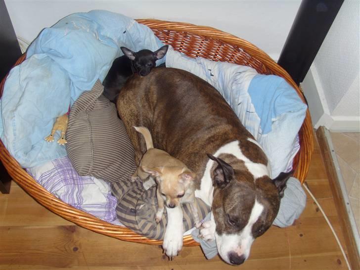 Chihuahua ***-Britney-*** billede 3