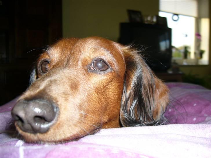 Gravhund Mini - nærbillede billede 17